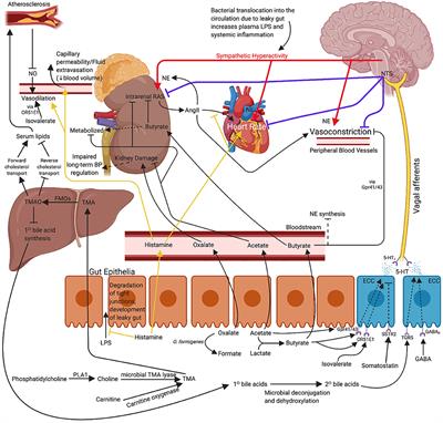 Bacterial-Induced Blood Pressure Reduction: Mechanisms for the Treatment of Hypertension via the Gut